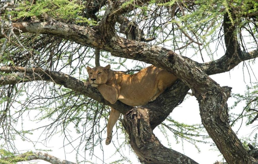 Serengeti Serena safari lodge Tanzania